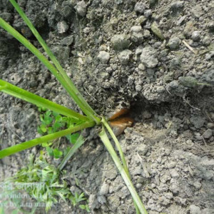 গাজর ফেটে যাওয়া সমস্যা