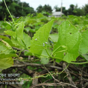 কাকরোলের সাদা মাছি পোকা